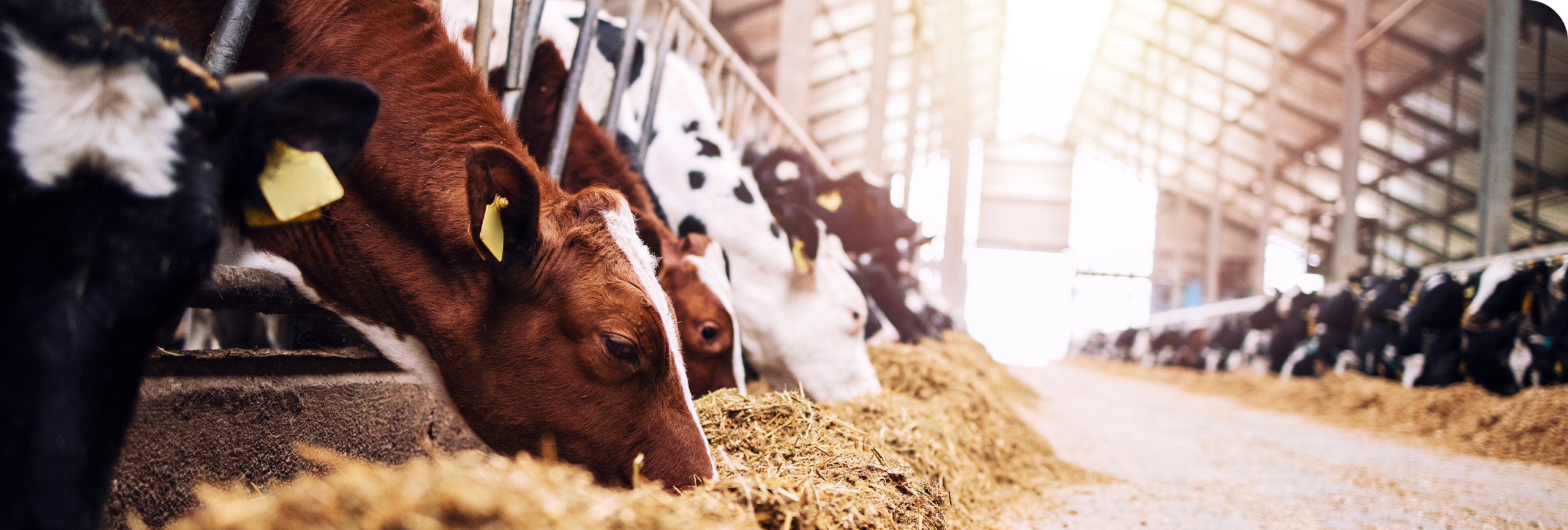 Dairy and food distribution industry image
